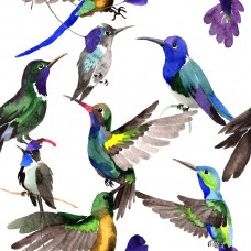 Яркие колибри